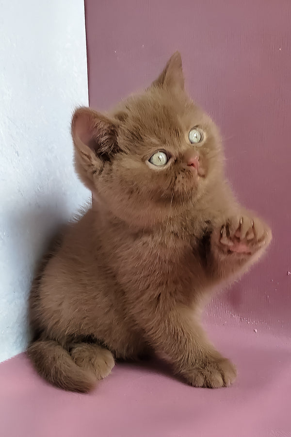 Yummi | British Shorthair Kitten