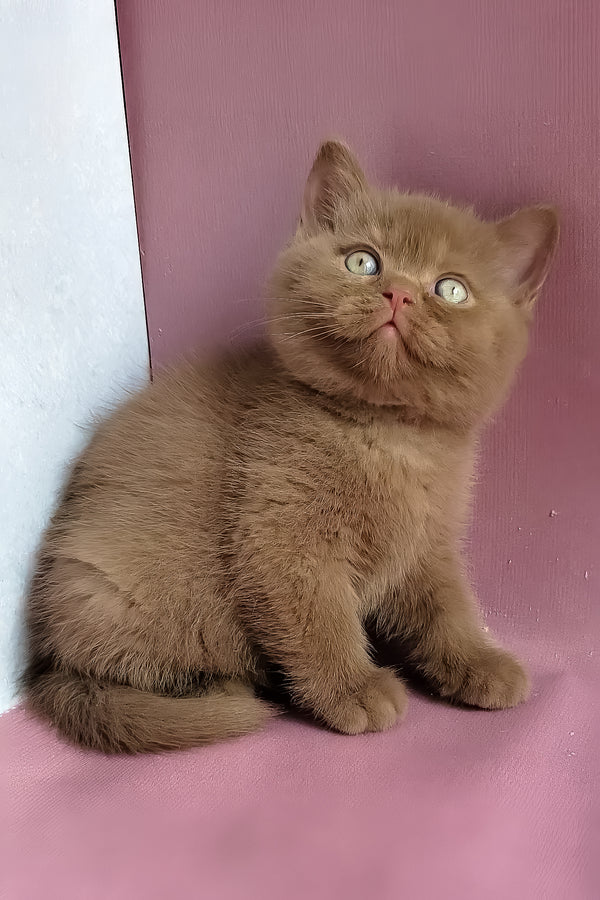 Yummi | British Shorthair Kitten