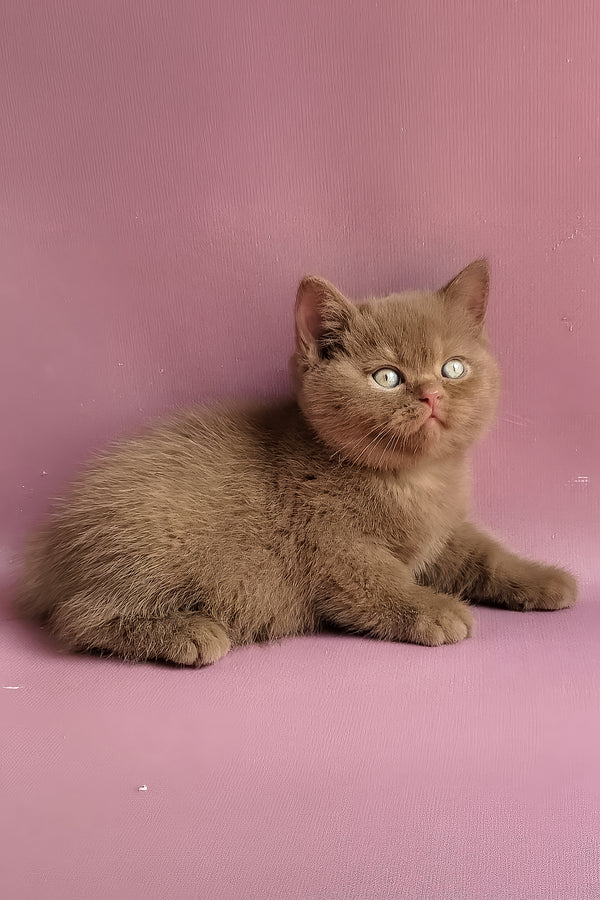 Yummi | British Shorthair Kitten