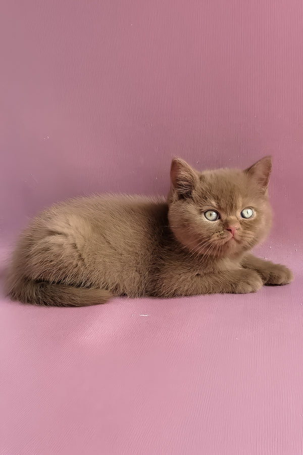 Yummi | British Shorthair Kitten