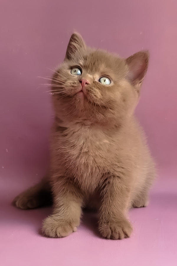 Yummi | British Shorthair Kitten