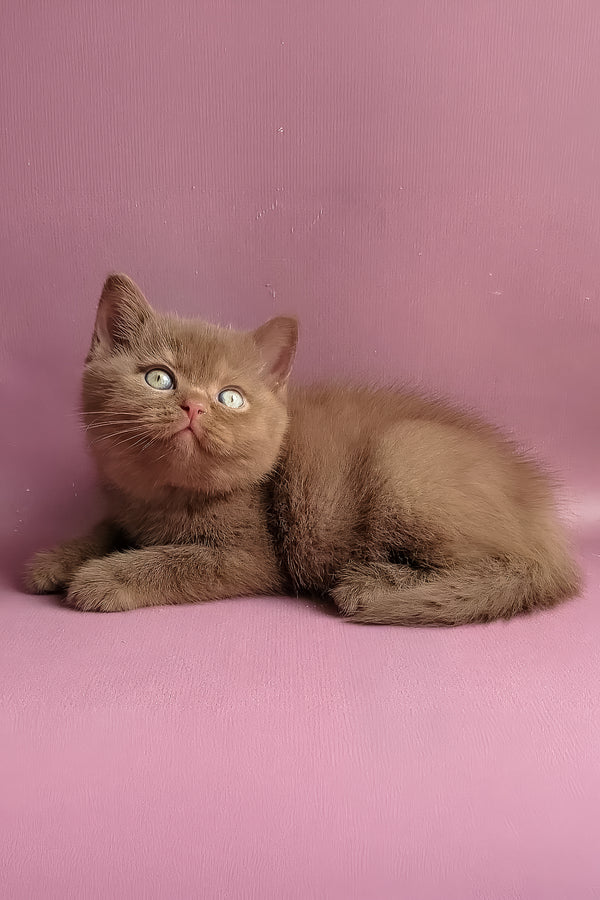 Yummi | British Shorthair Kitten