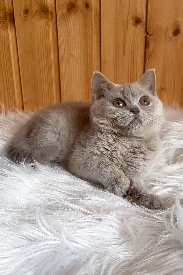 Yummi | British Shorthair Kitten