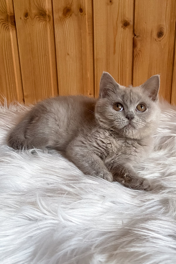 Yummi | British Shorthair Kitten