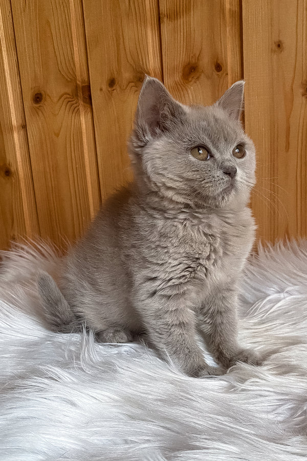 Yummi | British Shorthair Kitten