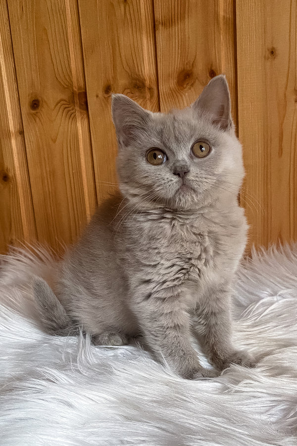 Yummi | British Shorthair Kitten