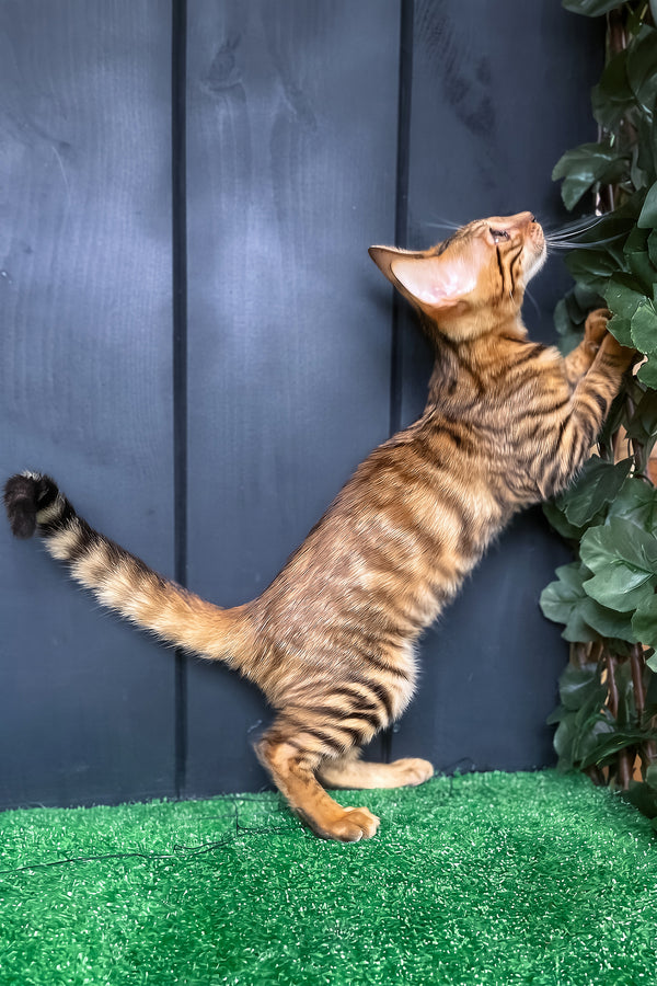 Yun | Toyger Kitten