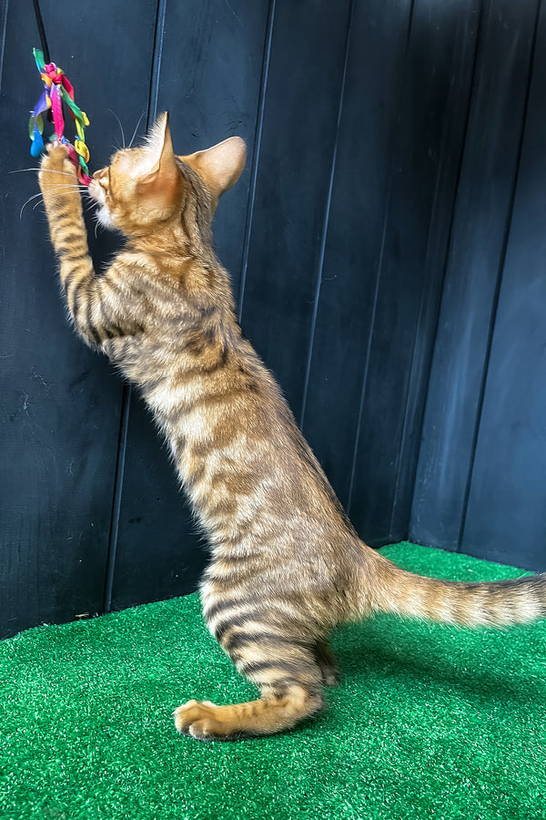 Yun | Toyger Kitten