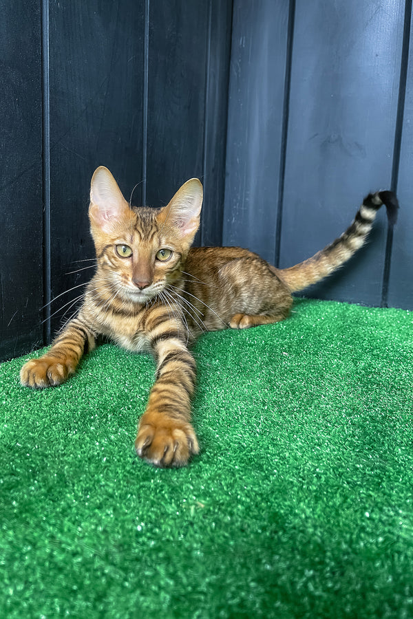Yun | Toyger Kitten