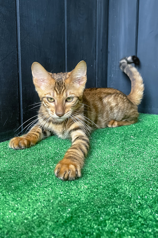 Yun | Toyger Kitten