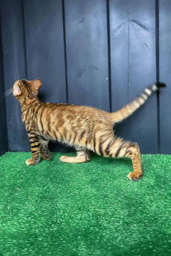 Yun | Toyger Kitten