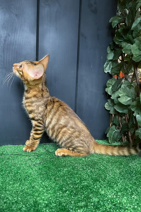 Yun | Toyger Kitten