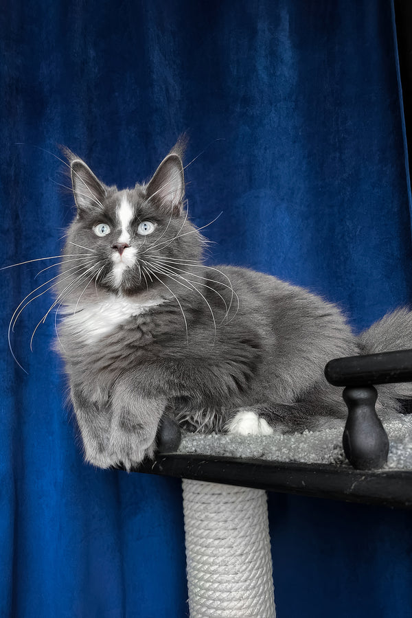 Yuna | Maine Coon Kitten