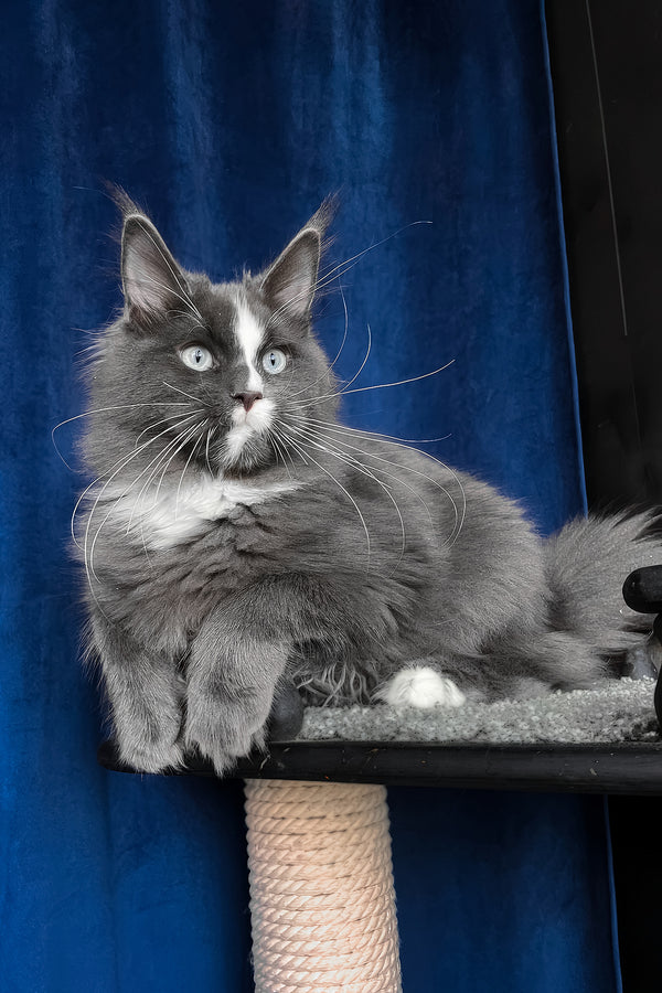 Yuna | Maine Coon Kitten