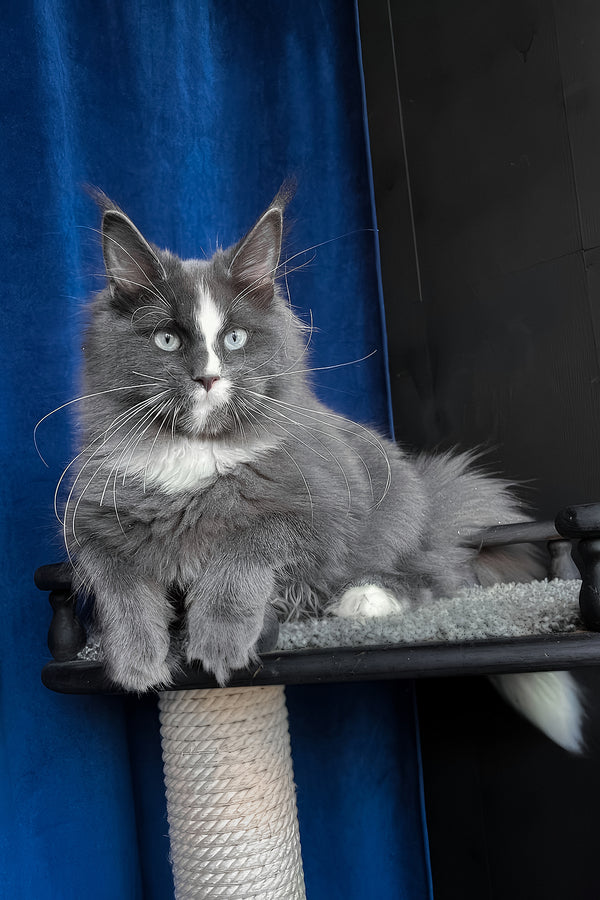 Yuna | Maine Coon Kitten