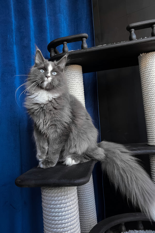 Yuna | Maine Coon Kitten