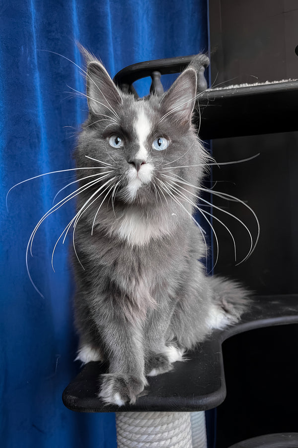 Yuna | Maine Coon Kitten