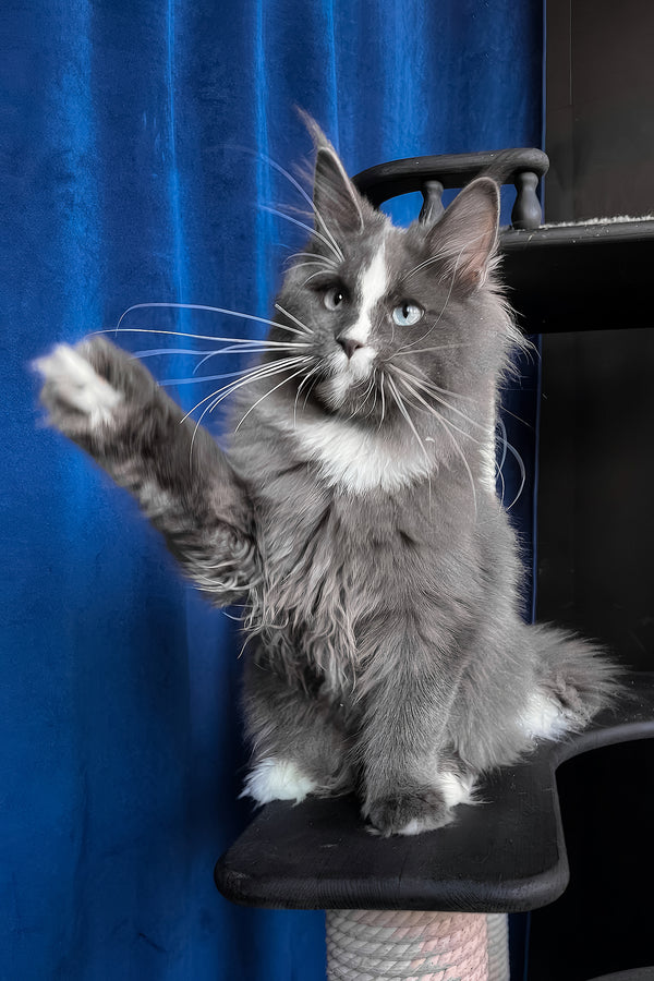 Yuna | Maine Coon Kitten