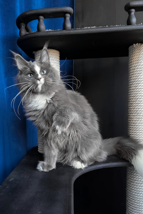 Yuna | Maine Coon Kitten