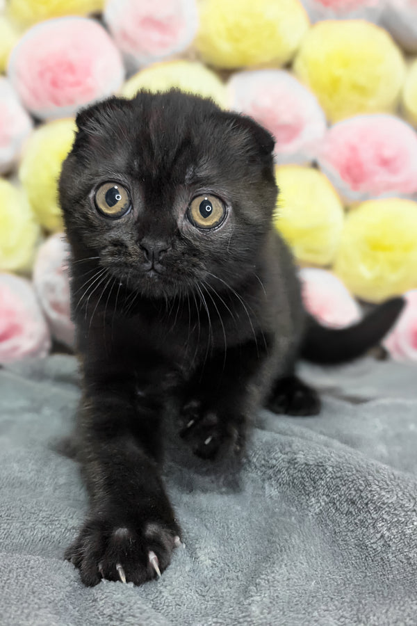 Yuna | Scottish Fold Kitten