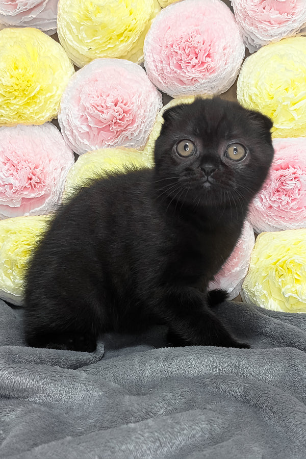 Yuna | Scottish Fold Kitten
