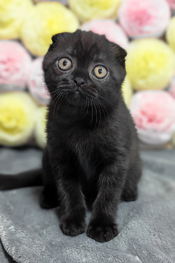 Yuna | Scottish Fold Kitten