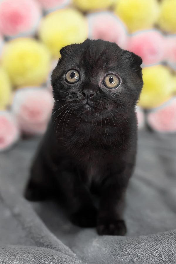 Yuna | Scottish Fold Kitten