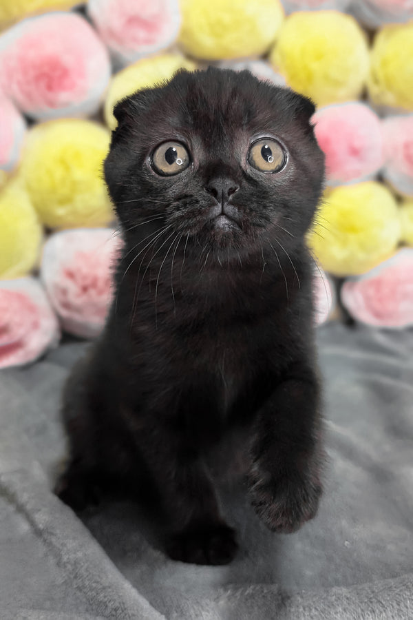 Yuna | Scottish Fold Kitten