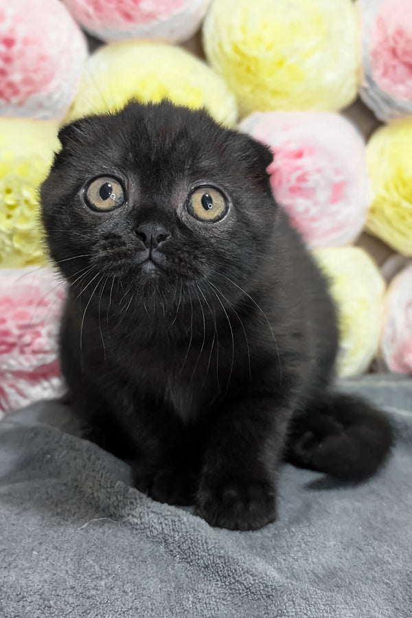 Yuna | Scottish Fold Kitten