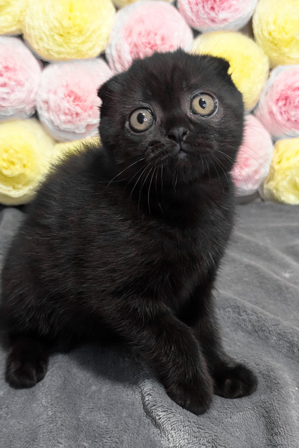 Yuna | Scottish Fold Kitten
