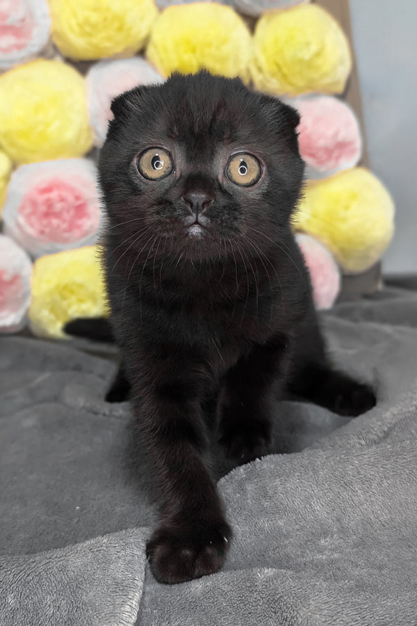 Yuna | Scottish Fold Kitten