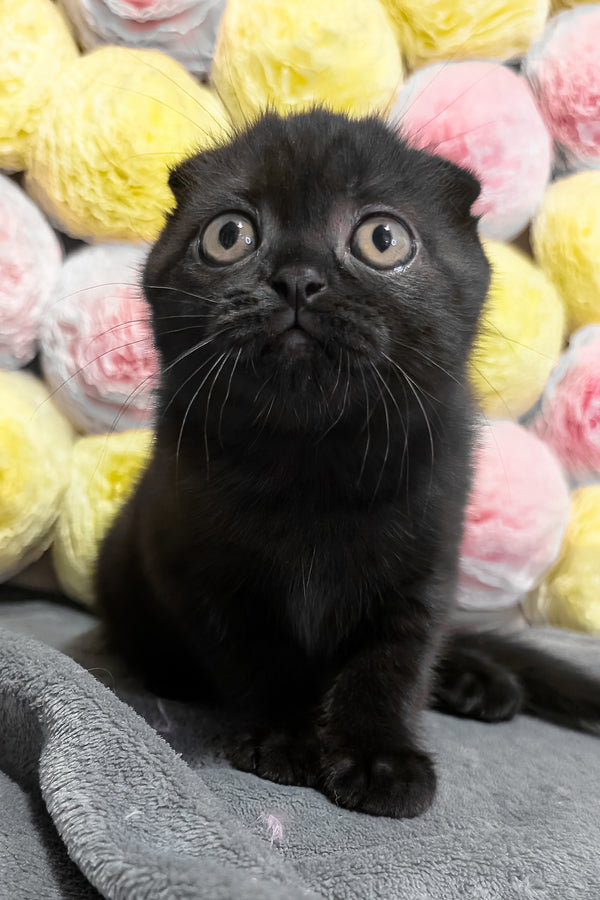 Yuna | Scottish Fold Kitten