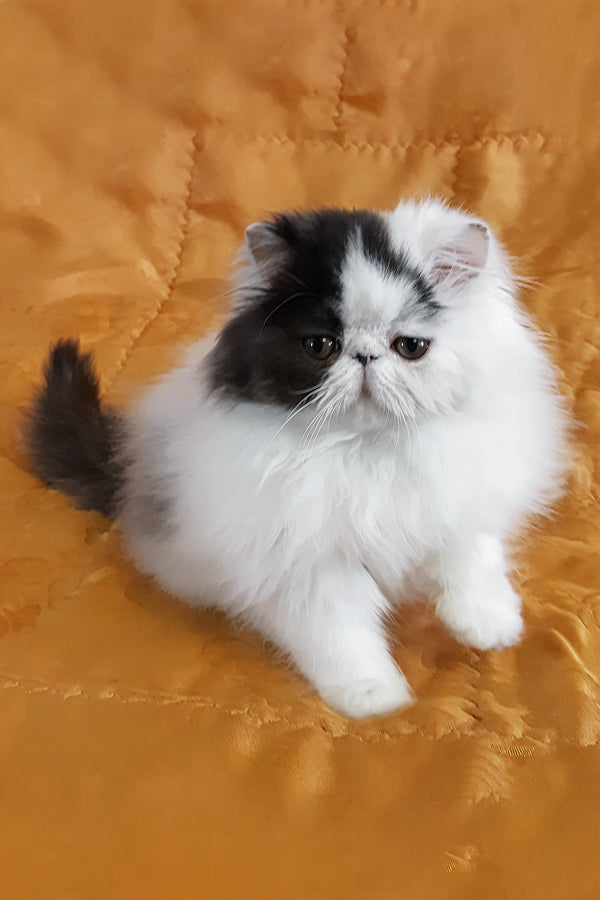 Yuri | Persian Kitten