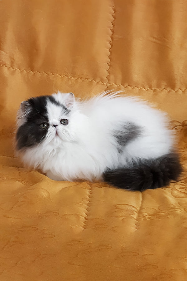 Yuri | Persian Kitten