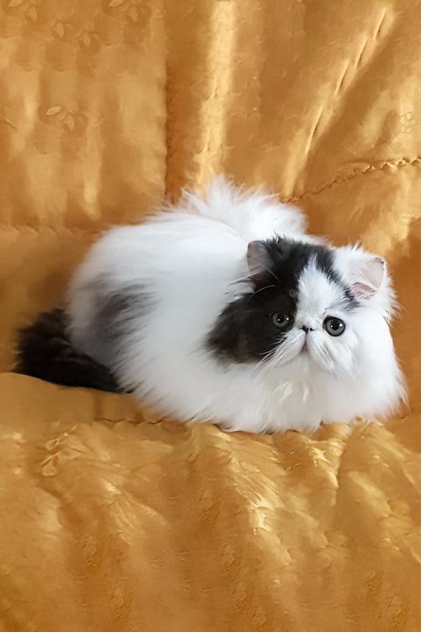 Yuri | Persian Kitten