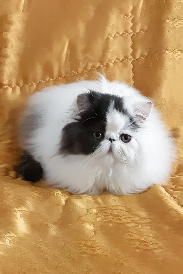 Yuri | Persian Kitten