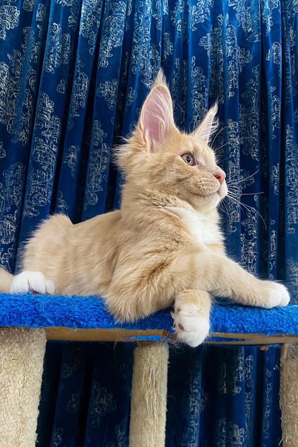 Yustas | Maine Coon Kitten