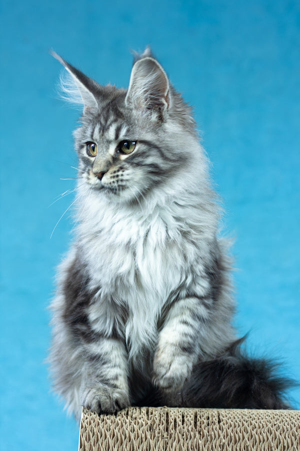 Yvonne | Maine Coon Kitten