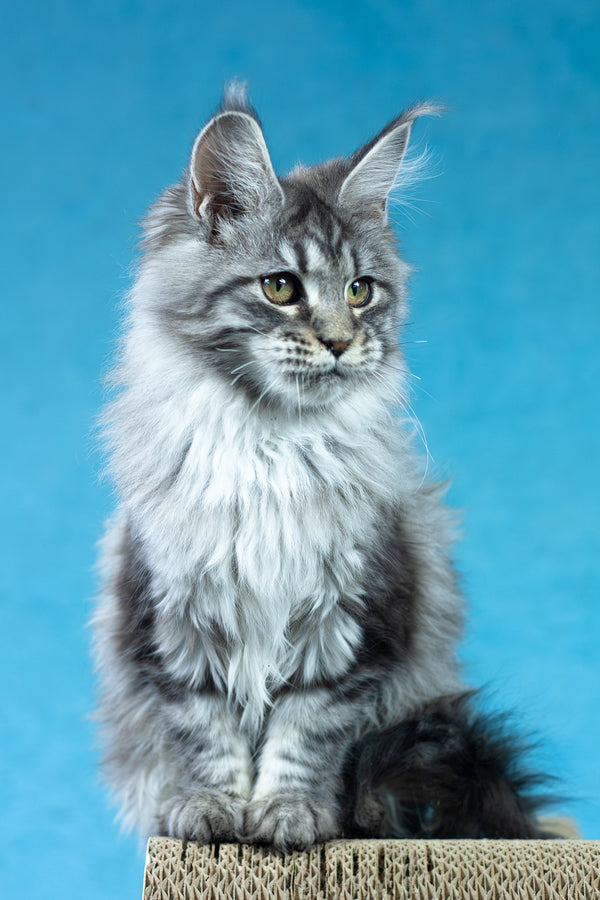 Yvonne | Maine Coon Kitten