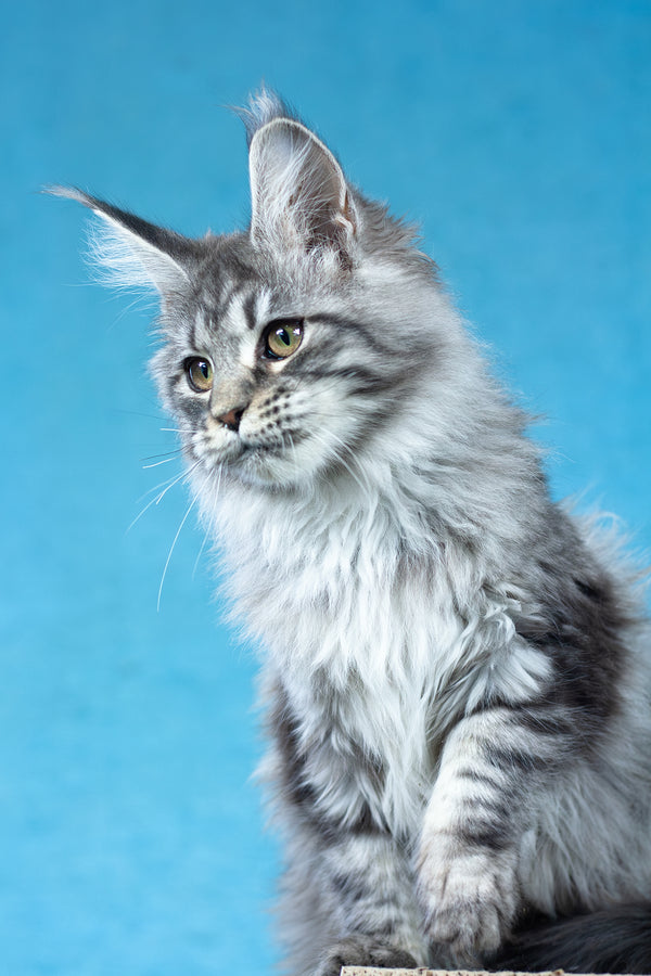 Yvonne | Maine Coon Kitten