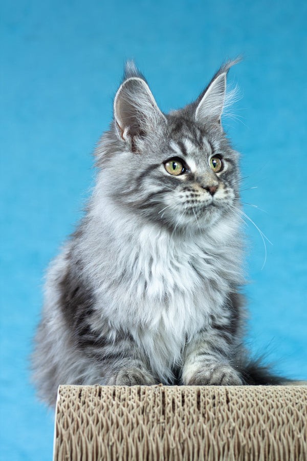 Yvonne | Maine Coon Kitten