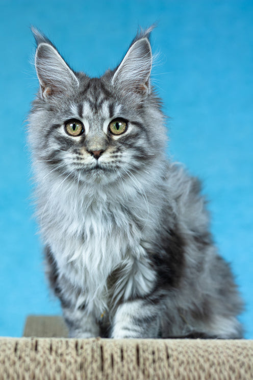 Yvonne | Maine Coon Kitten
