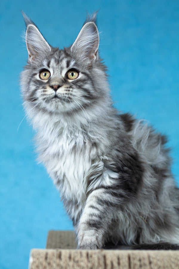 Yvonne | Maine Coon Kitten