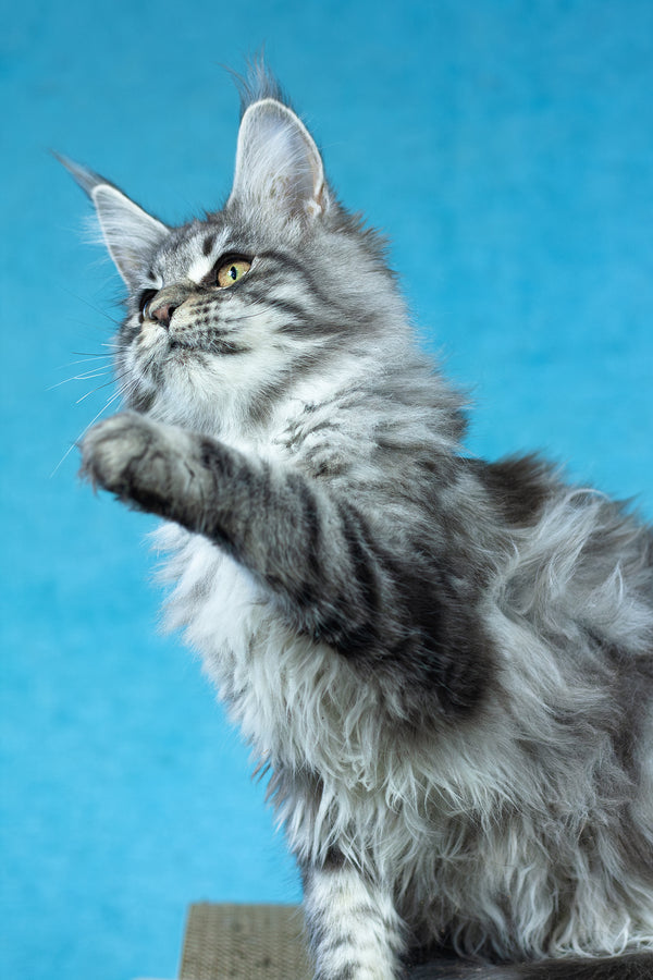 Yvonne | Maine Coon Kitten