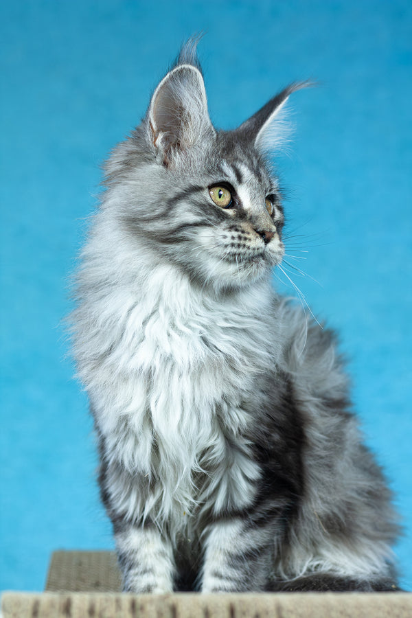 Yvonne | Maine Coon Kitten