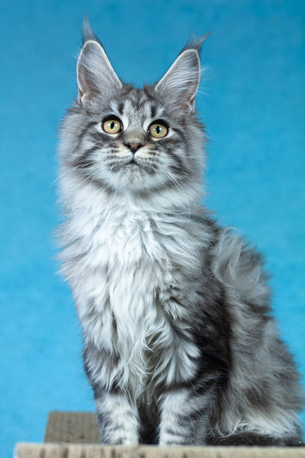 Yvonne | Maine Coon Kitten
