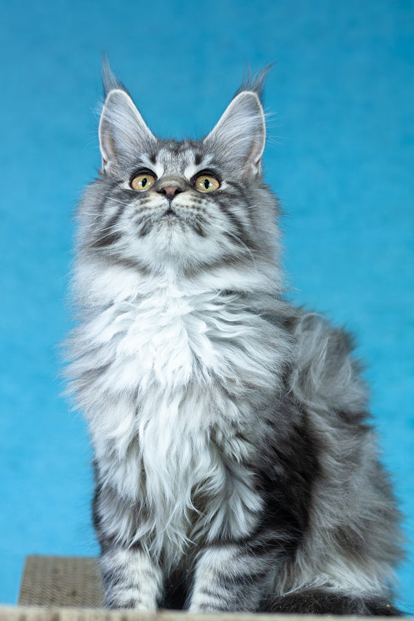 Yvonne | Maine Coon Kitten