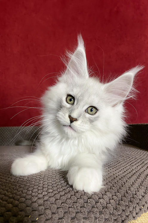 Zephyr | Maine Coon Kitten