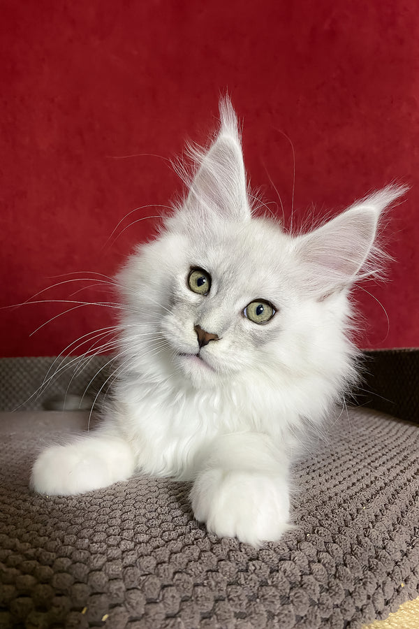 Zephyr | Maine Coon Kitten