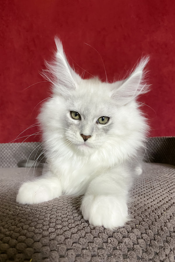 Zephyr | Maine Coon Kitten